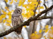 Barred Owl in the Autumn Forest