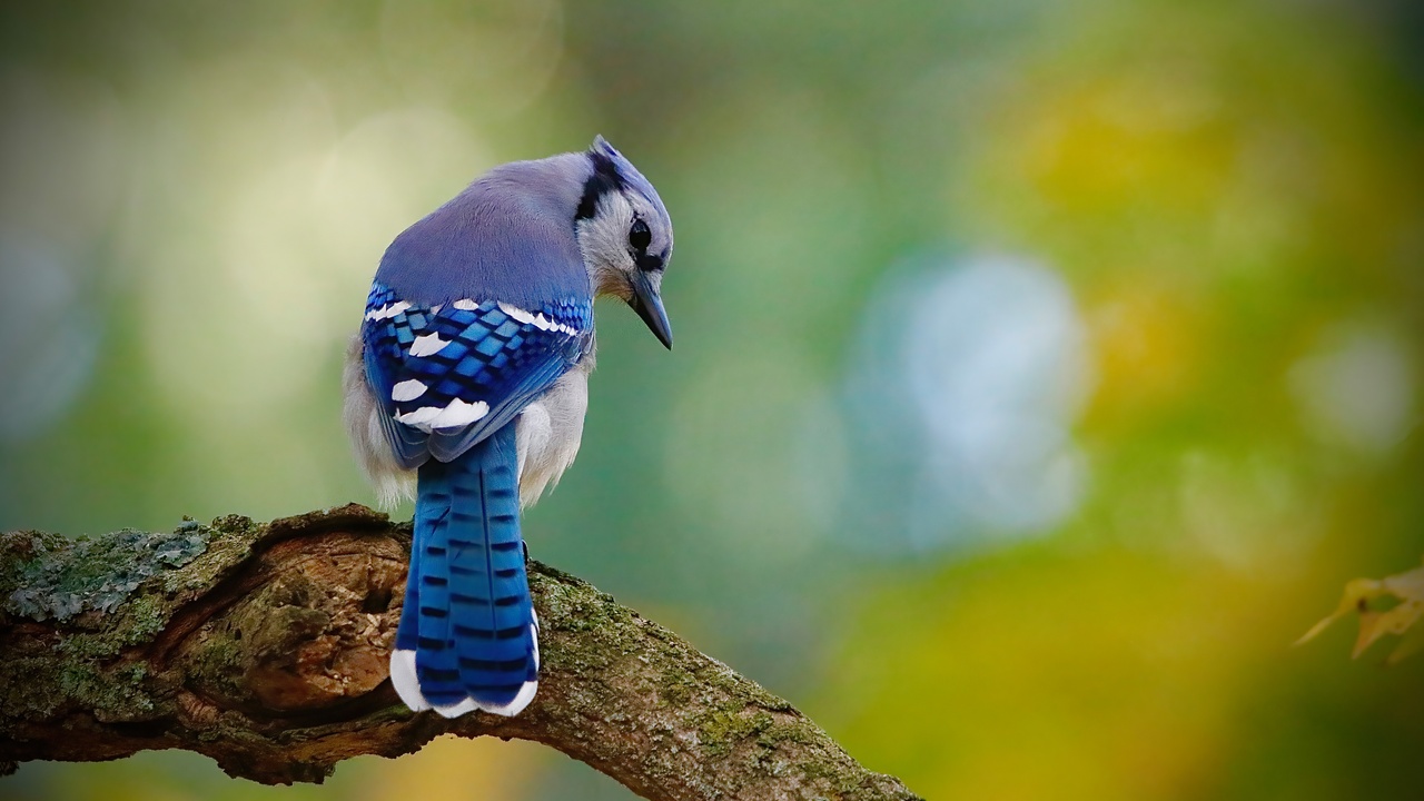 Blue Jay