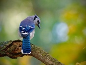 Blue Jay