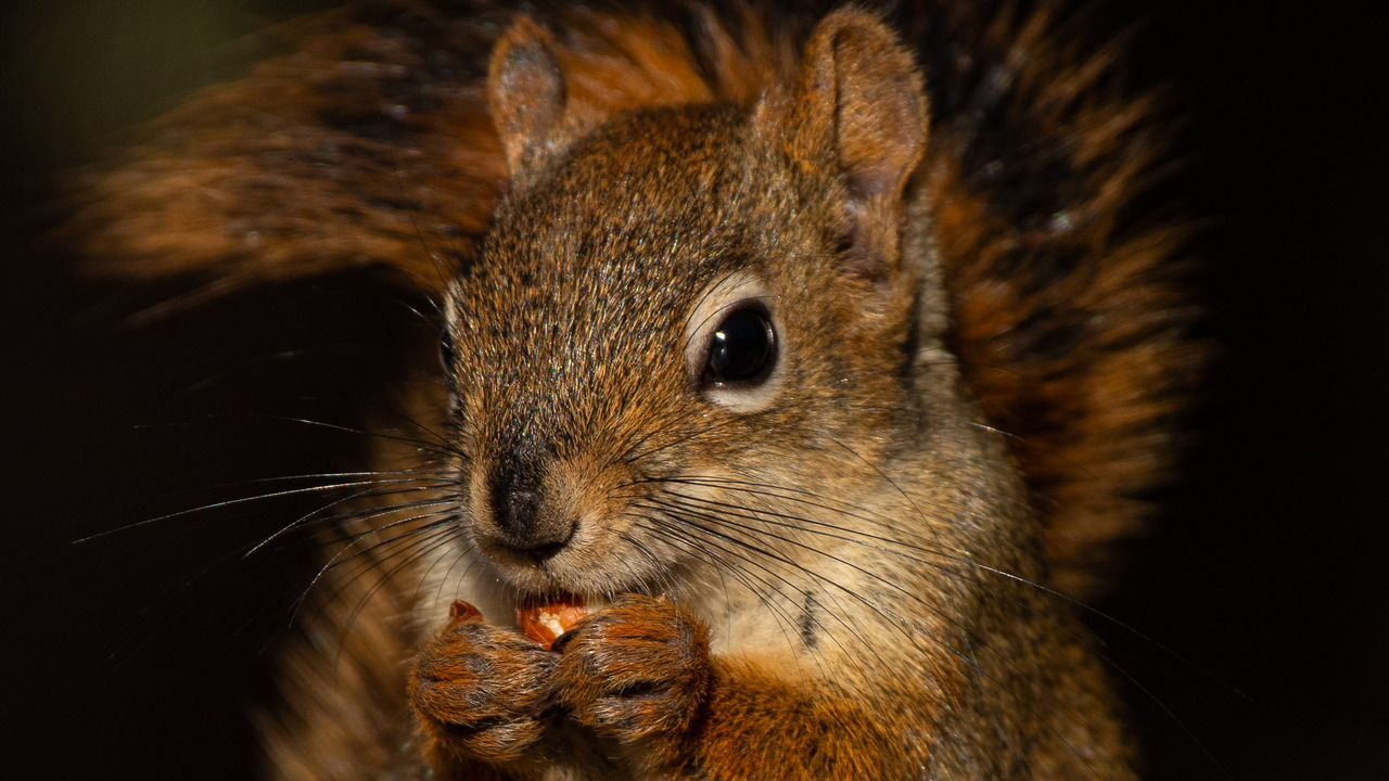 Red Squirrel