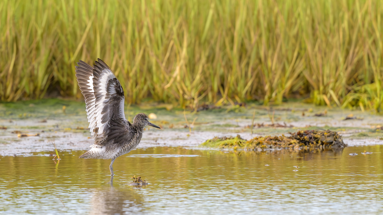 Willet