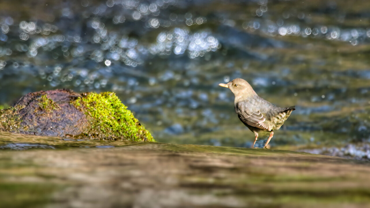 American Dipper