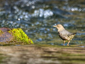 American Dipper