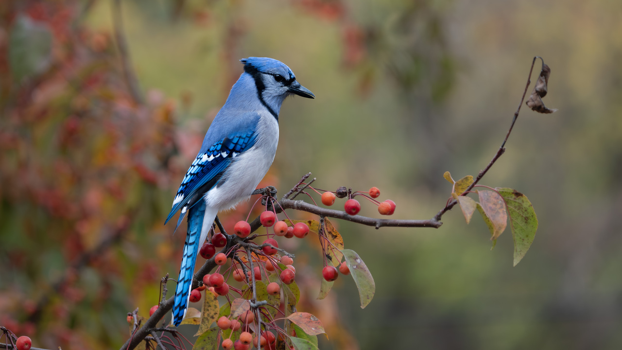 Blue jay in fall color