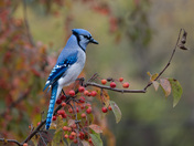 Blue jay in fall color