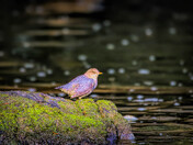 Birds of Bella Coola