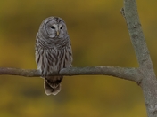 Barred owl one and two 2025