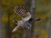 Barred owl one and two 2025