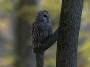 Barred owl one and two 2025