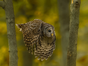 Barred owl one and two 2025