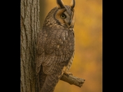 Long eared owl 2025
