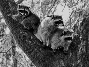 Racoon Trio