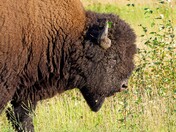 Bison grazes the grass