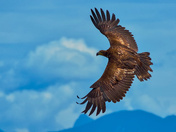 Mature Golden Eagle