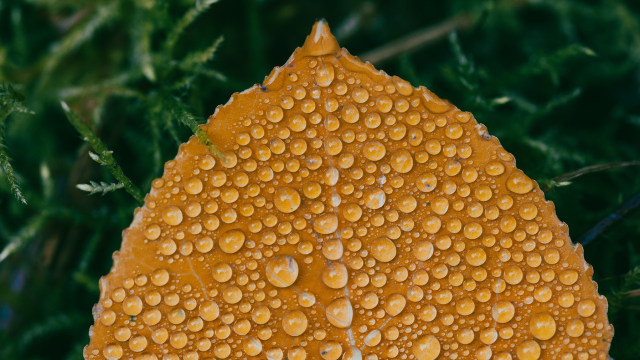 Fall showers 