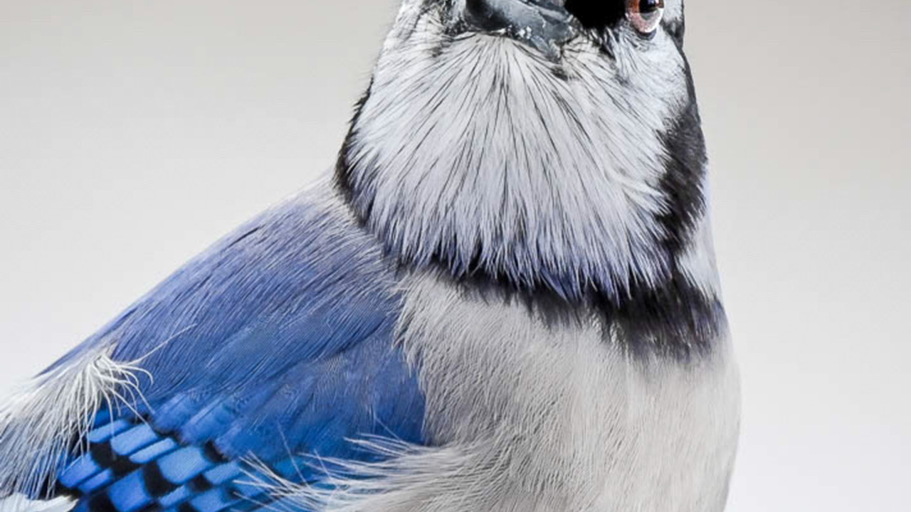Every Feather 🪶 in Focus 