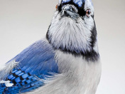 Every Feather 🪶 in Focus 