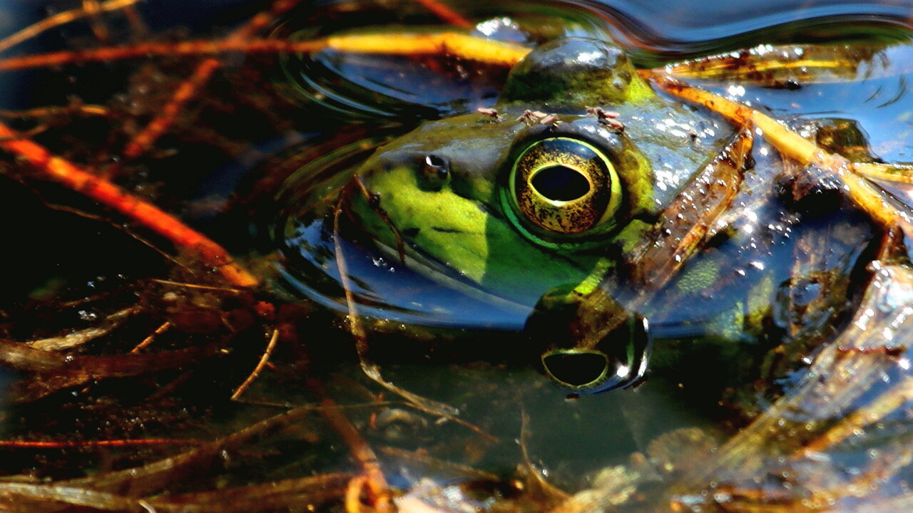 Keroppi