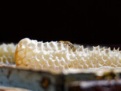 Bee on honeycomb