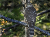 On the Lookout ....Sharpie On Guard!!