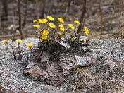 My welcome home plant