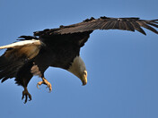 The Eagle Is Landing