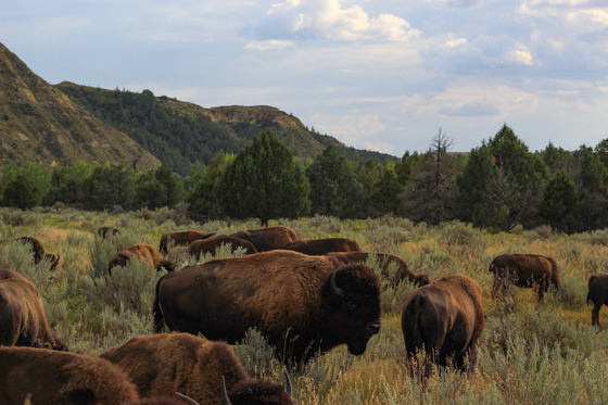 Theodore Roosevelt National Park