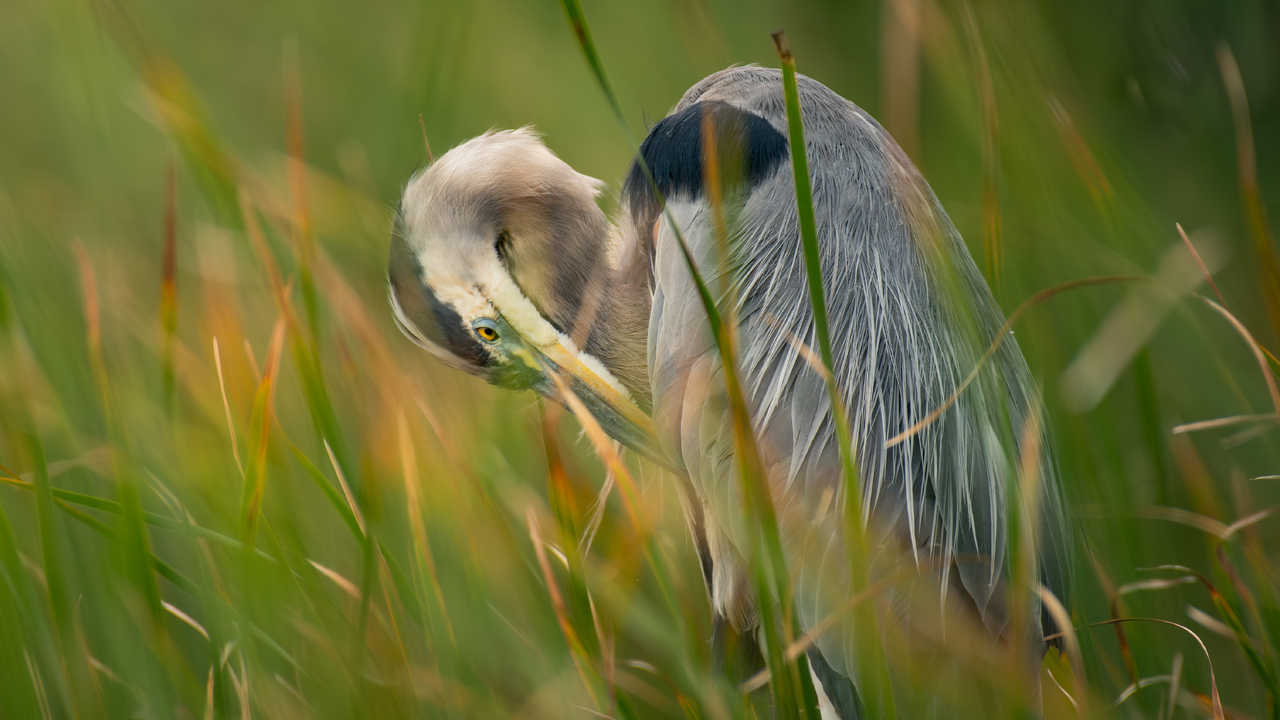 Preened to Perfection