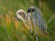 Preened to Perfection