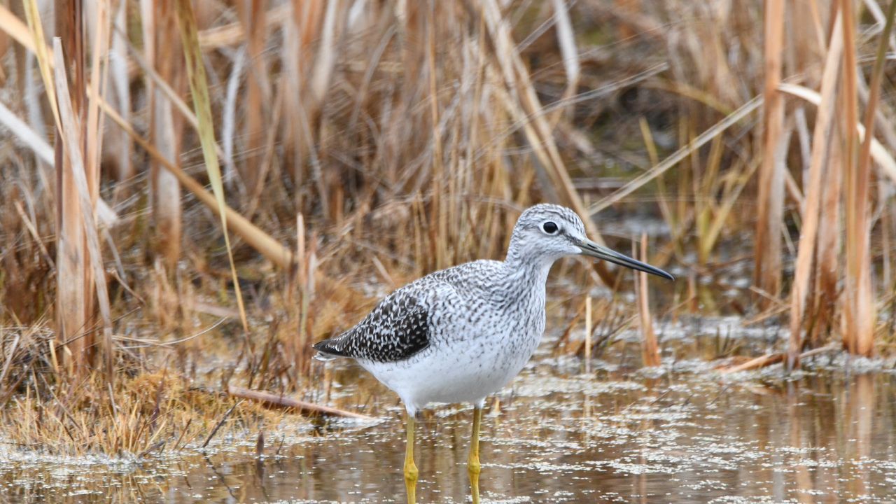 Greater Yellowlegs