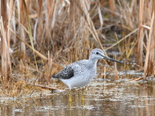 Greater Yellowlegs