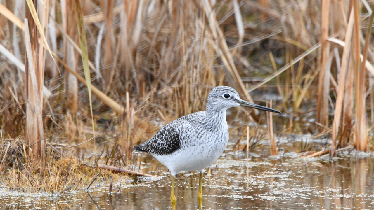 A Greater Yellowlegs