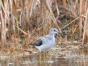 A Greater Yellowlegs