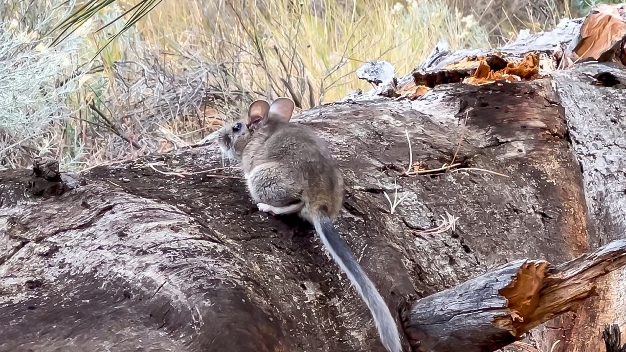 Cutest Rat