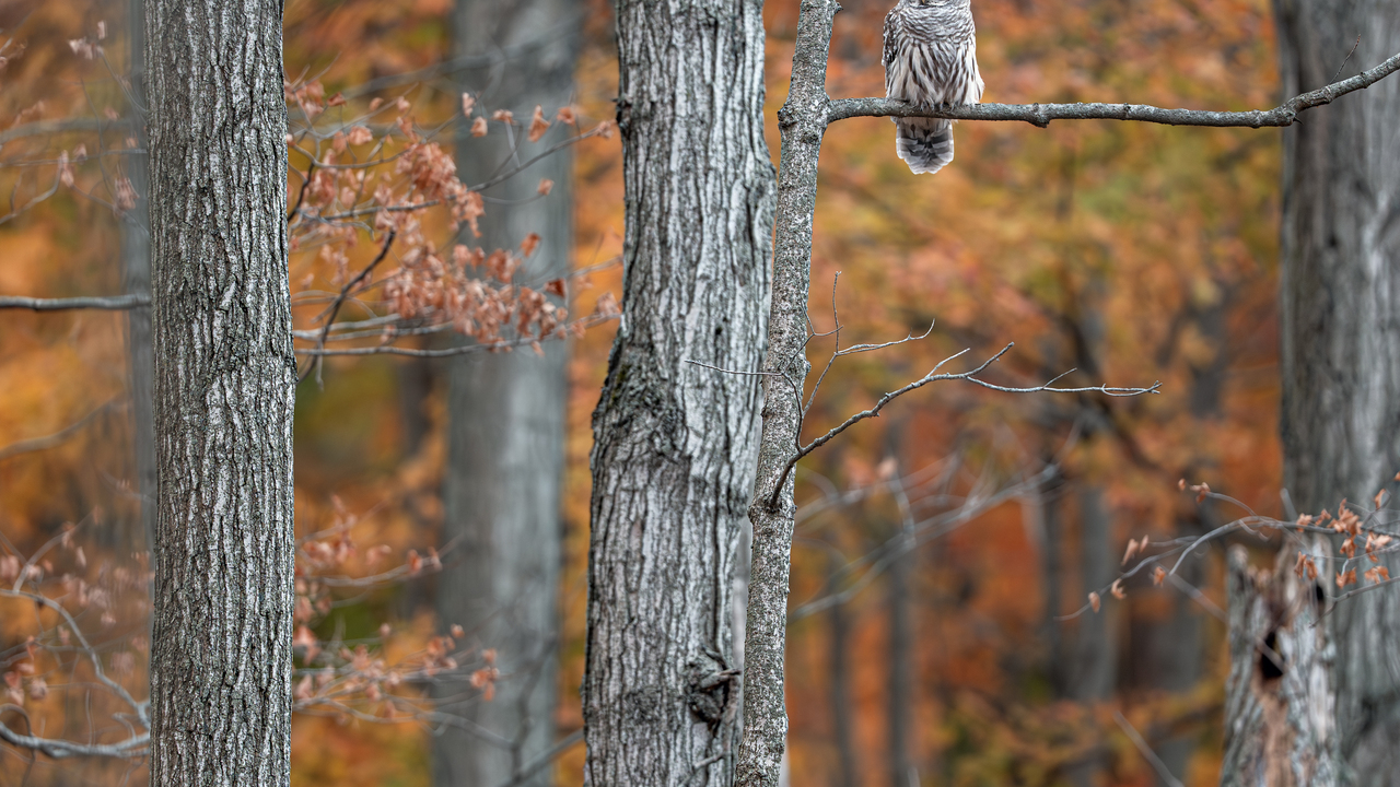 Barred Owl with an autumn backdrop.