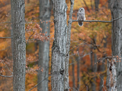 Barred Owl with an autumn backdrop.