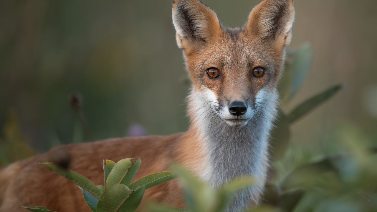 Red Fox portrait