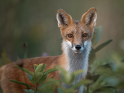 Red Fox portrait