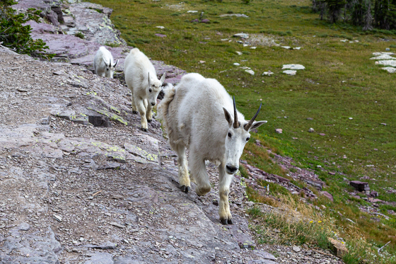 Glacier National Park