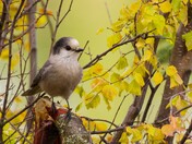 Gray Jay in fall
