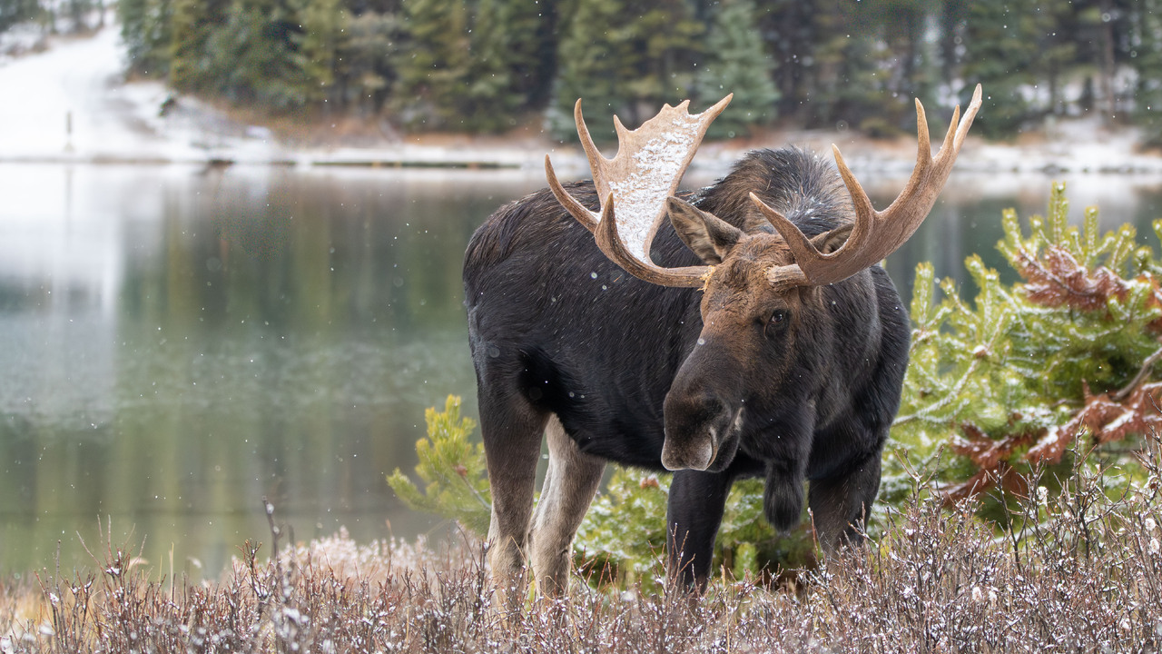 Moose on the loose