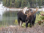 Moose on the loose