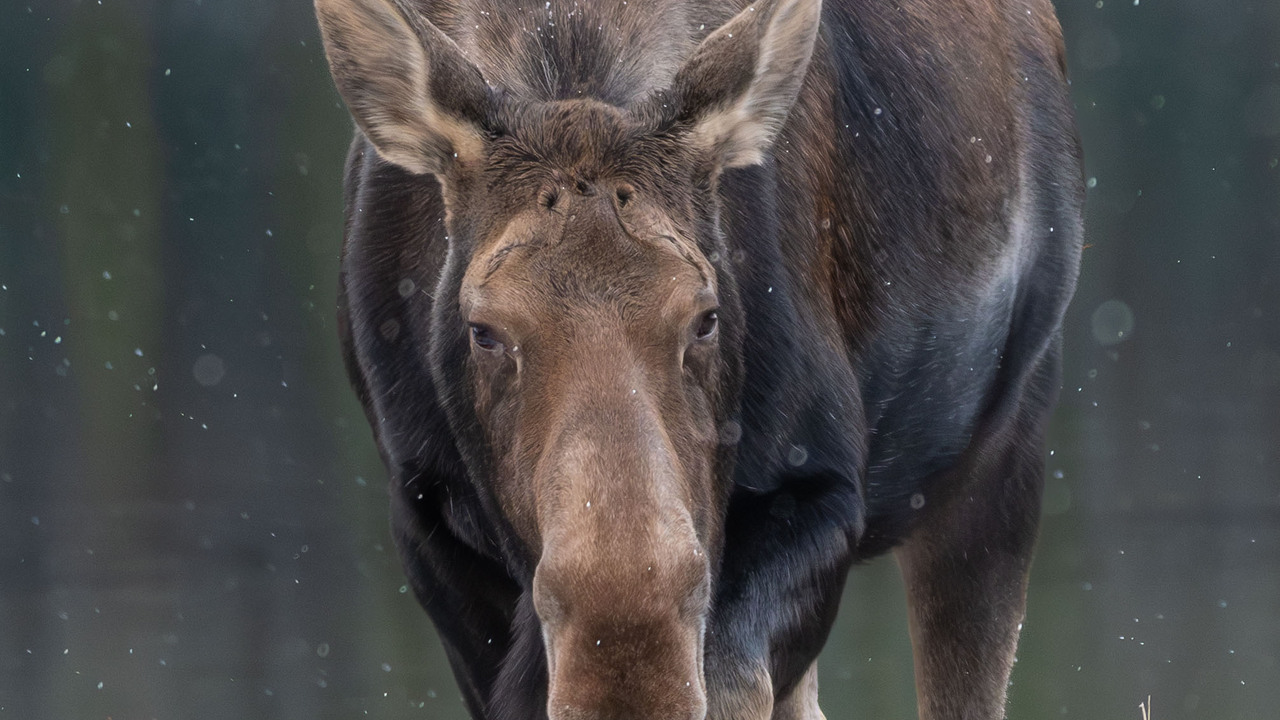 Moose on the loose