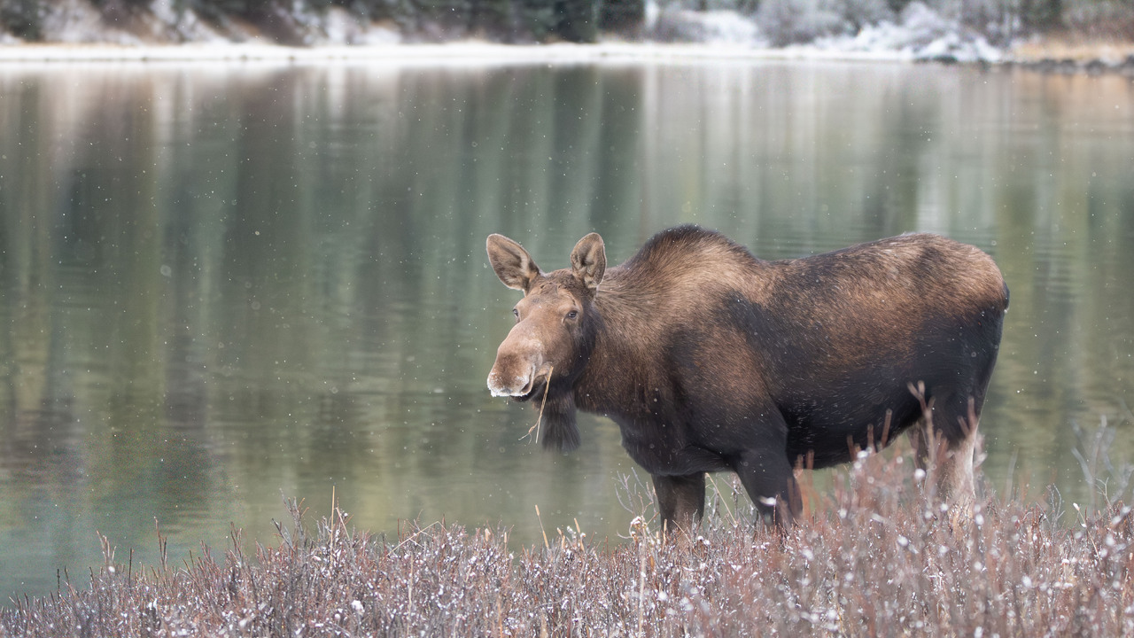 Moose on the loose