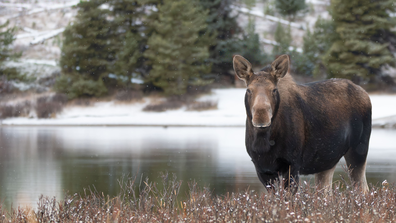 Moose on the loose