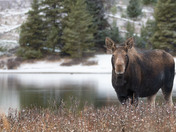 Moose on the loose