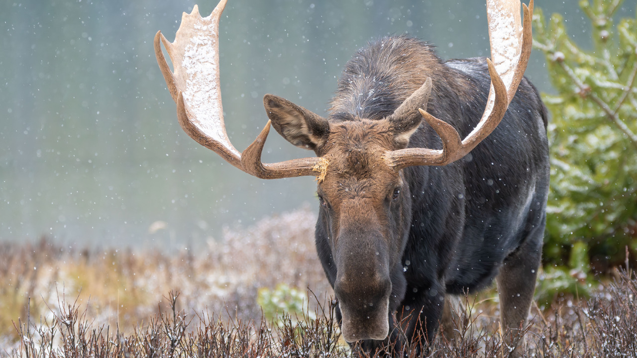 Moose on the loose