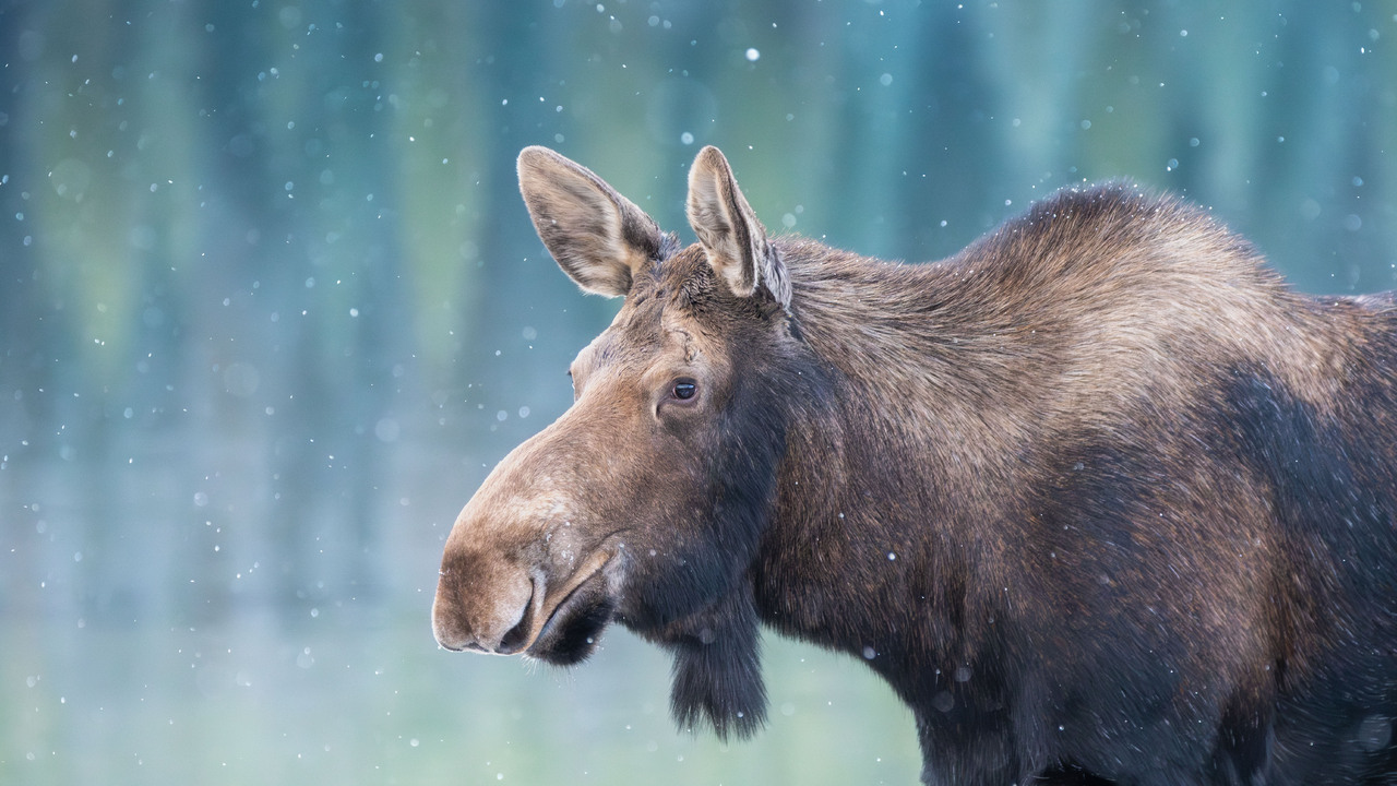 Moose on the loose