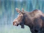 Moose on the loose