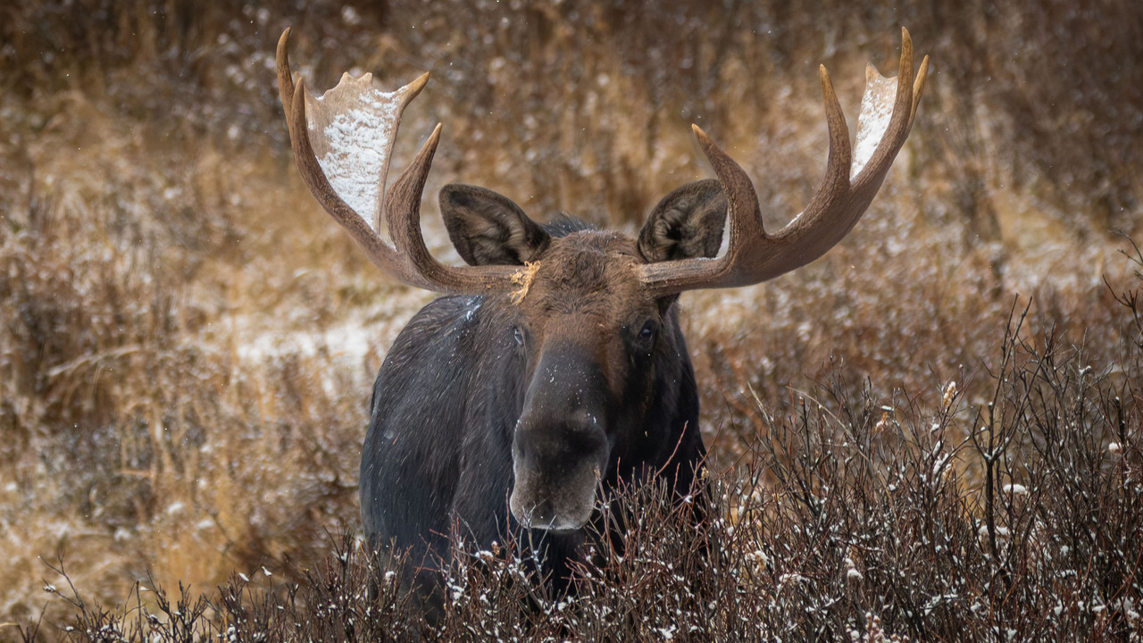 Moose on the loose